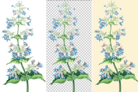 Penstemon Ovatus Floral Illustrations: A Botanical Clipart Set for Modern Projects